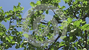 Green immature apples on an apple tree view from below against the background of a blue sky