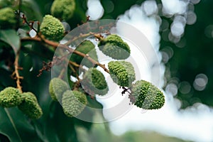 Green immature cyan litchi on branches in an orchard in Dongguan, China in summer.