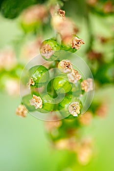 Green immature fruits of red currant or garnet berry, maturity level photo