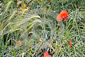 Green immature wheat ears with red poppy