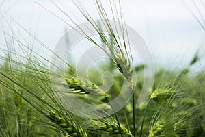 Green immature wheat. A field of wheat. Many grain plants