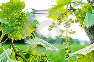 Green immature wine grapes on plants in summer at sunset
