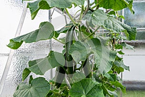 Green immaturity cucumber on a cucumber bush in a greenhouse