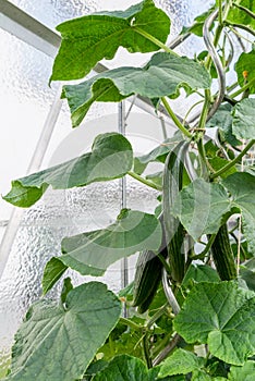 Green immaturity cucumber on a cucumber bush in a greenhouse