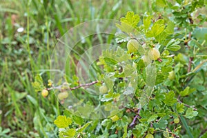 Green immaturity gooseberry on the plant in a garden