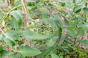 Green immaturity tomatoes on tomato bush in a green house