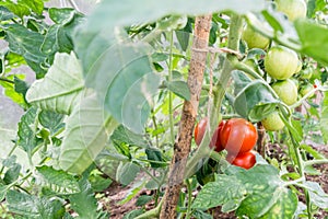 Green immaturity tomatoes on tomato bush in a green house