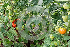 Green immaturity tomatoes on tomato bush in a green house