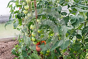 Green immaturity tomatoes on tomato bush in a green house