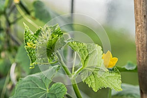 Green immaturity zucchini on a zucchini bush in a greenhouse