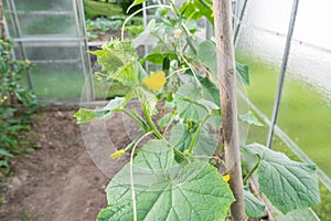 Green immaturity zucchini on a zucchini bush in a greenhouse