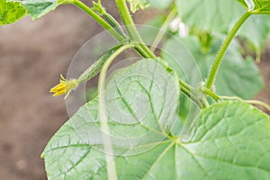 Green immaturity zucchini on a zucchini bush in a greenhouse