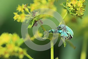 Green Immigrant Leaf Weevil