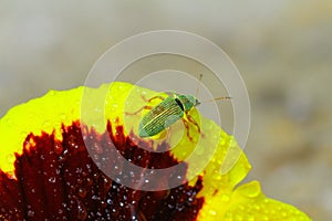 Green Immigrant Weevil