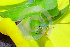 Green Immigrant Weevil