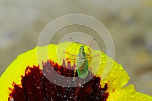 Green Immigrant Weevil