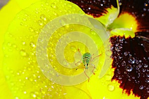 Green Immigrant Weevil