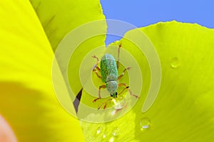 Green Immigrant Weevil