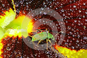 Green Immigrant Weevil