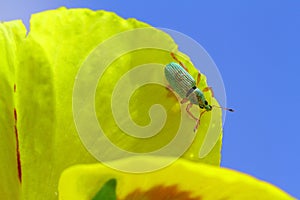 Green Immigrant Weevil