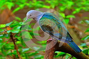 Green imperial pigeon