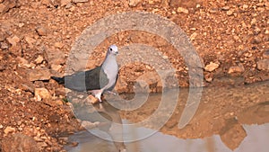 Green imperial pigeon drinking at a waterhole in tadoba