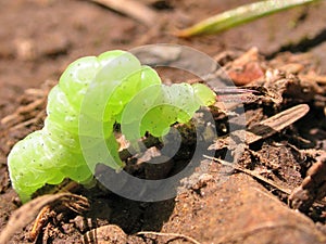 Green inch Worm photo