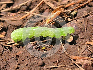 Green Inch Worm photo