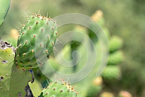Green india fig in development process with flower traces.