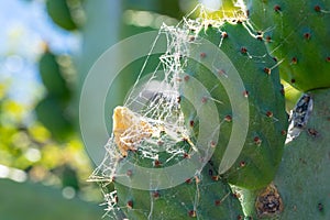 Green india fig in development process with flower traces.