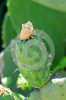 Green india fig in development process with flower traces.