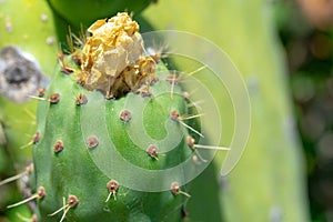 Green india fig in development process with flower traces.