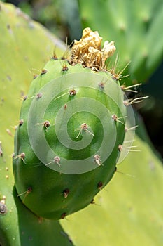 Green india fig in development process with flower traces.