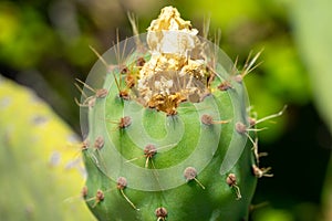 Green india fig in development process with flower traces.