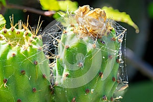 Green india fig in development process with flower traces.