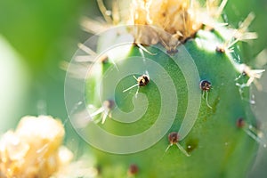 Green india fig in development process with flower traces.