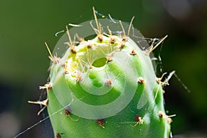 Green india fig in development process with flower traces.