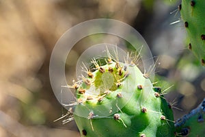 Green india fig in development process with flower traces.