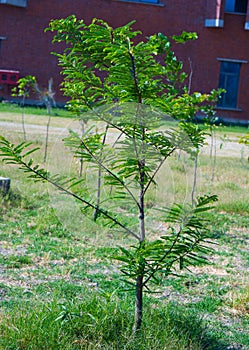 Green Indian gooseberry or phyllanthus emblica. single Indian Gooseberry of phyllanthus emblica