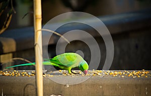 Green Indian Ringneck Parakeet, Colorful Parrot eating corn slice, Phuket Bird Park