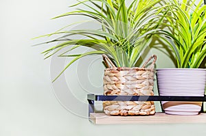 Green indoor decorative plants in flower pots on hanging shelf, space for text, copy