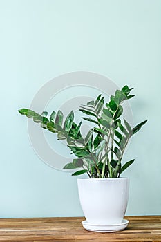 Green indoor plant Zamioculcas zamiifolia in a White flower pot. Juicy, green branches of Zamioculcas zamiifolia in a