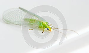 Green Insect