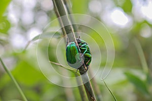 Green insect, beatyful insect love for valentine`s day