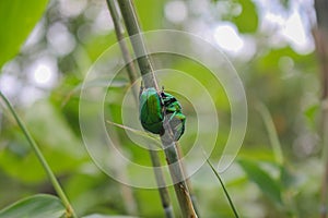 Green insect, beatyful insect love for valentine`s day photo