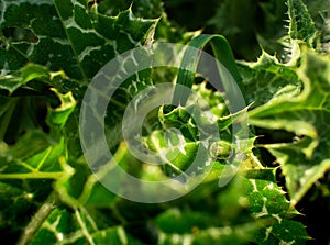 A green insect camouflaged in a thorny plant