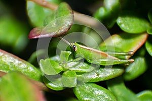 Green insect on a flower leaf by macro shot