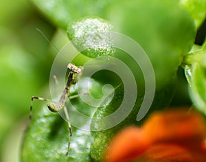 Green insect on a flower leaf by macro shot