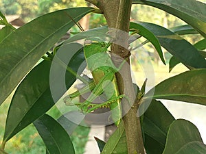 Green insect grasshoper photo