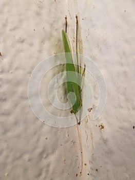 Green insect hiding on building